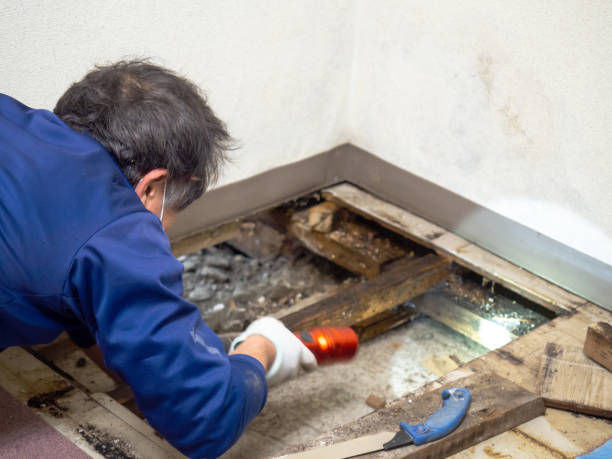 Best Fast Mold Removal  in Groveville, NJ