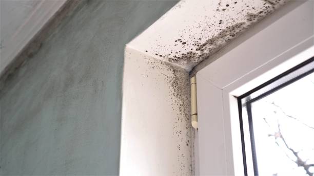 Attic Mold Removal in Groveville, NJ