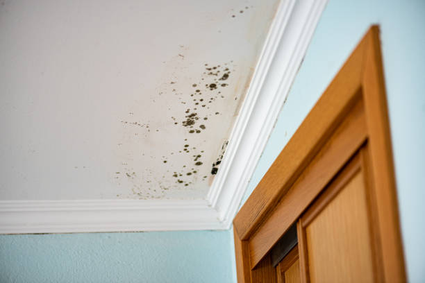 Groveville, NJ Mold Removal Company