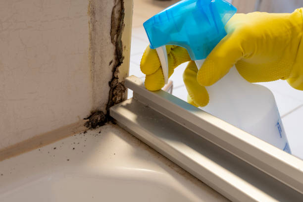 Best Mold Remediation  in Groveville, NJ