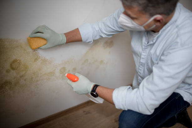 Best Mold Removal Near Me  in Groveville, NJ