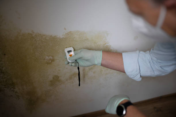 Best Mold Removal Company Near Me  in Groveville, NJ