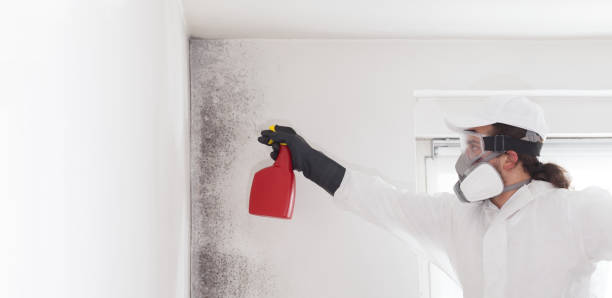 Best Affordable Mold Removal  in Groveville, NJ
