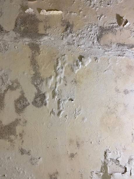 Mold Removal and Inspection in Groveville, NJ