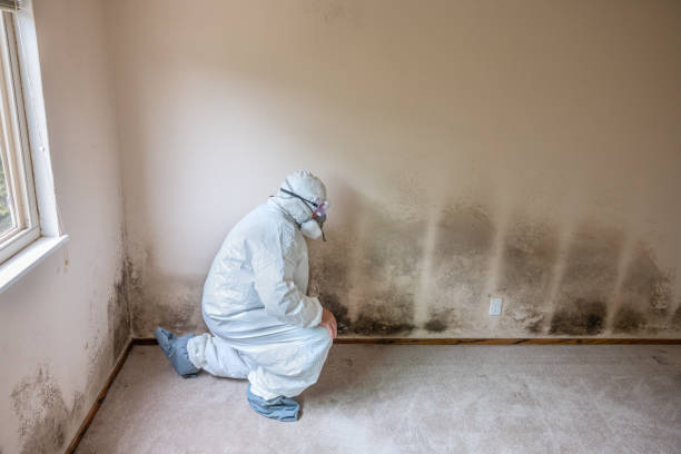 Best Residential Mold Removal  in Groveville, NJ