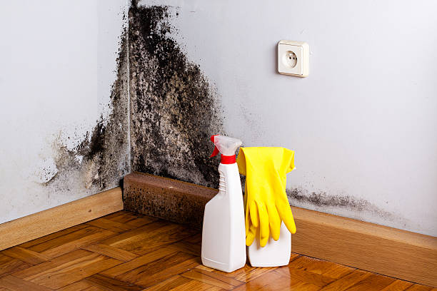 Best Attic Mold Removal  in Groveville, NJ