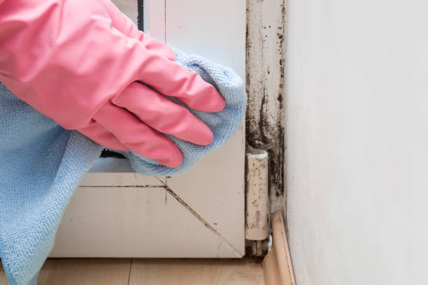 Best Mold Cleaning Services  in Groveville, NJ
