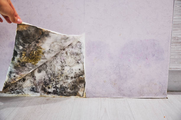 Office Mold Removal Services in Groveville, NJ